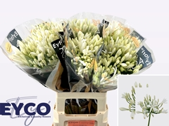 Agapanthus Eyfori White 65cm