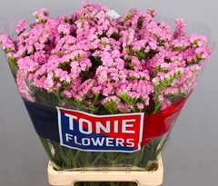 Limonium Sinuatum Rosella Sun Birds 70cm 65gr.