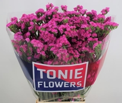 Limonium Sinuatum Dyna Rose 70cm 45gr.