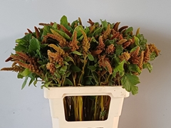 Amaranthus Cruentus Hot Biscuits 60cm