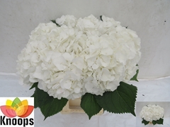 Hydrangea White Verena 60cm 18-20cm Hd