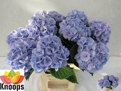 Hydrangea Lolly Pop Blue 60cm 12-14cm Hd
