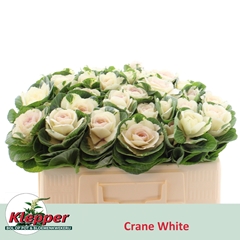 Brassica White Crane 50cm