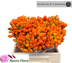 Capsicum Orange Candy 40cm