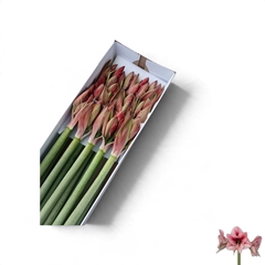 Hippeastrum Revelation 75cm