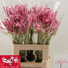Nerine Pink Piet 55cm