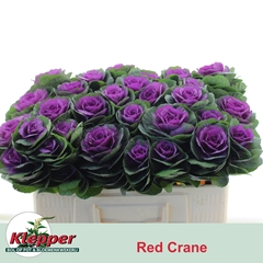 Brassica Red Crane 50cm