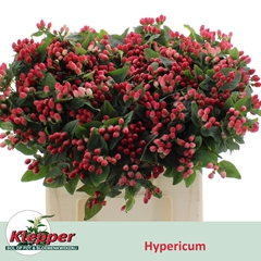 Hypericum Magical Impression 60cm