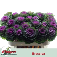 Brassica Red Crane 70cm