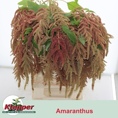 Amaranthus Caudatus Coral Fountain 70cm
