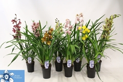 Cymbidium Mixed 14Ø 80cm 3st