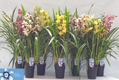 Cymbidium Mixed 14Ø 80cm 4st
