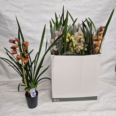 Cymbidium Mixed 14Ø 80cm 1st