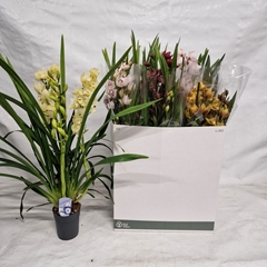Cymbidium Mixed 14Ø 80cm 3st