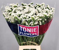 Limonium Sinuatum White Starlight Wings 80cm 35gr.