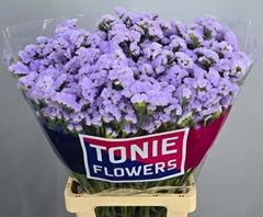 Limonium Sinuatum Donau Birds 70cm 75gr.