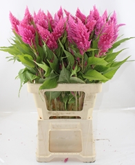 Celosia Sunday Bright Pink 70cm