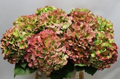 Hydrangea Verena Classic 60cm 17-19cm Hd