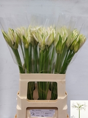 Nerine White Lady 60cm