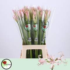 Nerine Sofie 70cm
