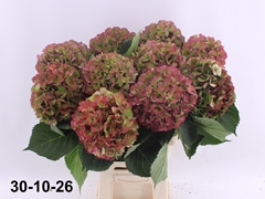 Hydrangea Elbtal Classic 70cm 19-21cm Hd