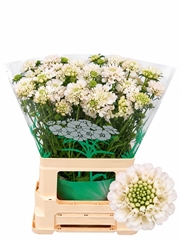 Scabiosa French Vanilla Bon Bon Scoop 65cm