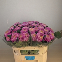 Chrysanth Single Bigoudi Pink 70cm 80gr.