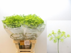 Anethum Graveolens 70cm