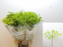 Anethum Graveolens 80cm
