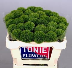 Dianthus Barb Kiwi Mellow 50cm