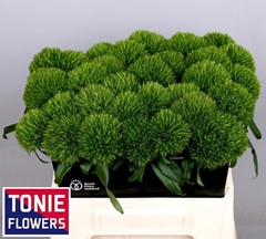 Dianthus Barb Kiwi Mellow 40cm