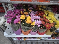Chrysanth Mix 6 Mix 9Ø 23cm