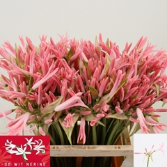 Nerine Mila 55cm