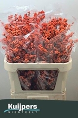 Ilex Winter Gold 80cm
