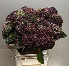 Hydrangea Mix Classic 70cm 11-13cm Hd