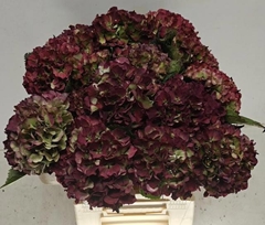 Hydrangea Royal Sunset Classic 50cm 10-12cm Hd