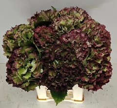 Hydrangea Royal Sunset Classic 50cm 19-21cm Hd