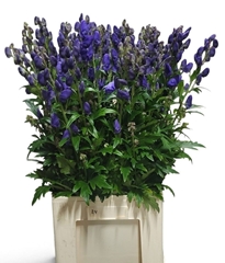 Aconitum Carmichaelii Arendsii 90cm
