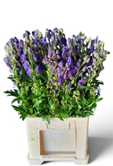 Aconitum Carmichaelii Arendsii 75cm