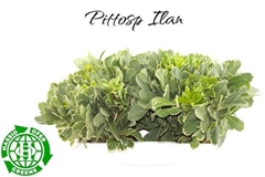 Pittosporum Tobira Ilan 45cm