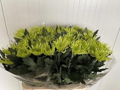 Chrysanth Single Tula Green 75cm 75gr.