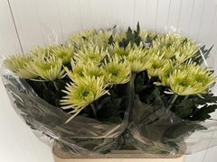 Chrysanth Single Tula 75cm 75gr.