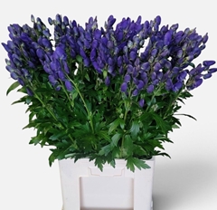 Aconitum Carmichaelii Arendsii 80cm