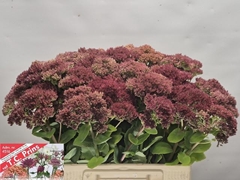 Sedum Mr Goodbud 60cm
