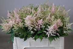 Astilbe Europa 55cm