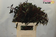 Euphorbia Fulgens Kuttlers Samtrot 80cm 30cm Hd