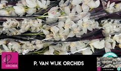 Cymbidium Antonella 50cm