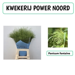 Panicum Fontaine 65cm