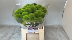 Dianthus Barb Kiwi Mellow Cool 48cm