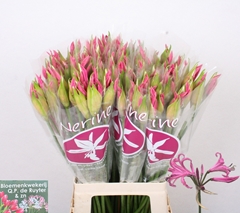 Nerine Ras Van Roon 65cm